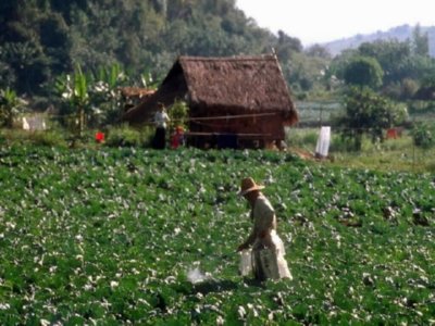 PESTICIDAS (4)  CAMPESINOS
